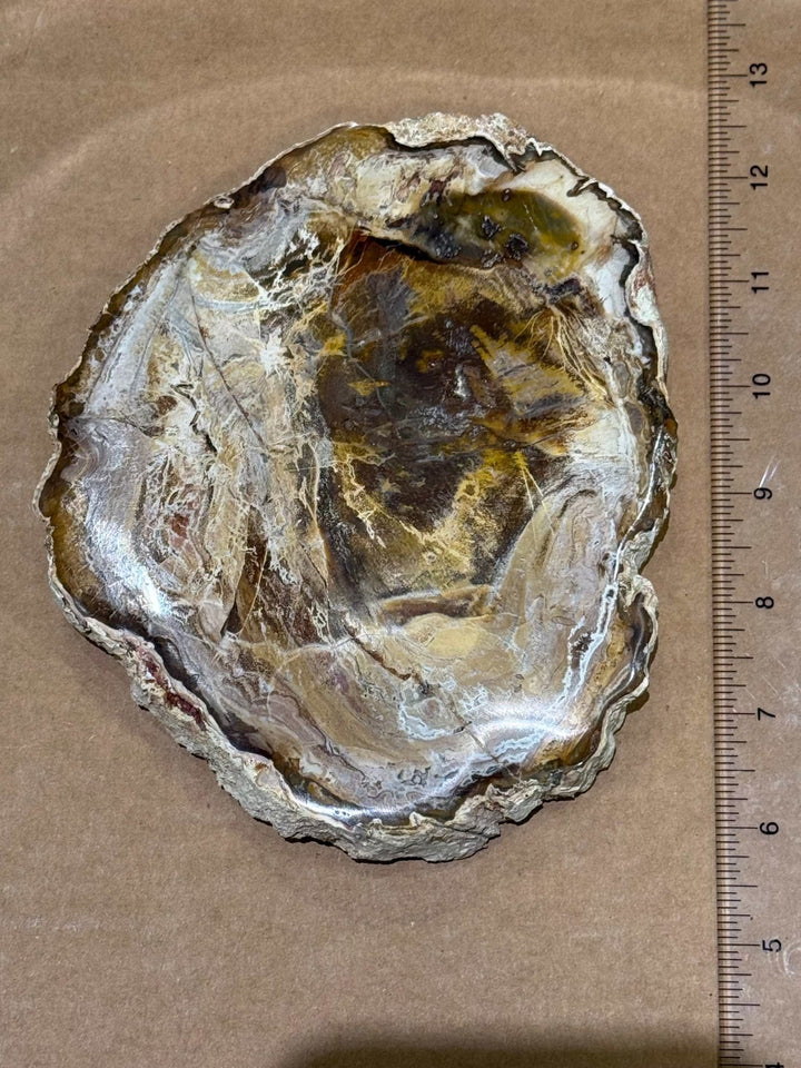 Petrified Wood Slice by Weight