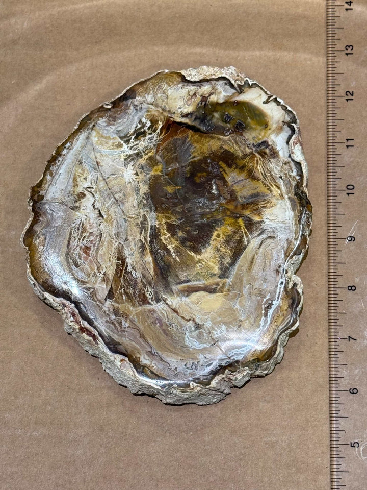 Petrified Wood Slice by Weight