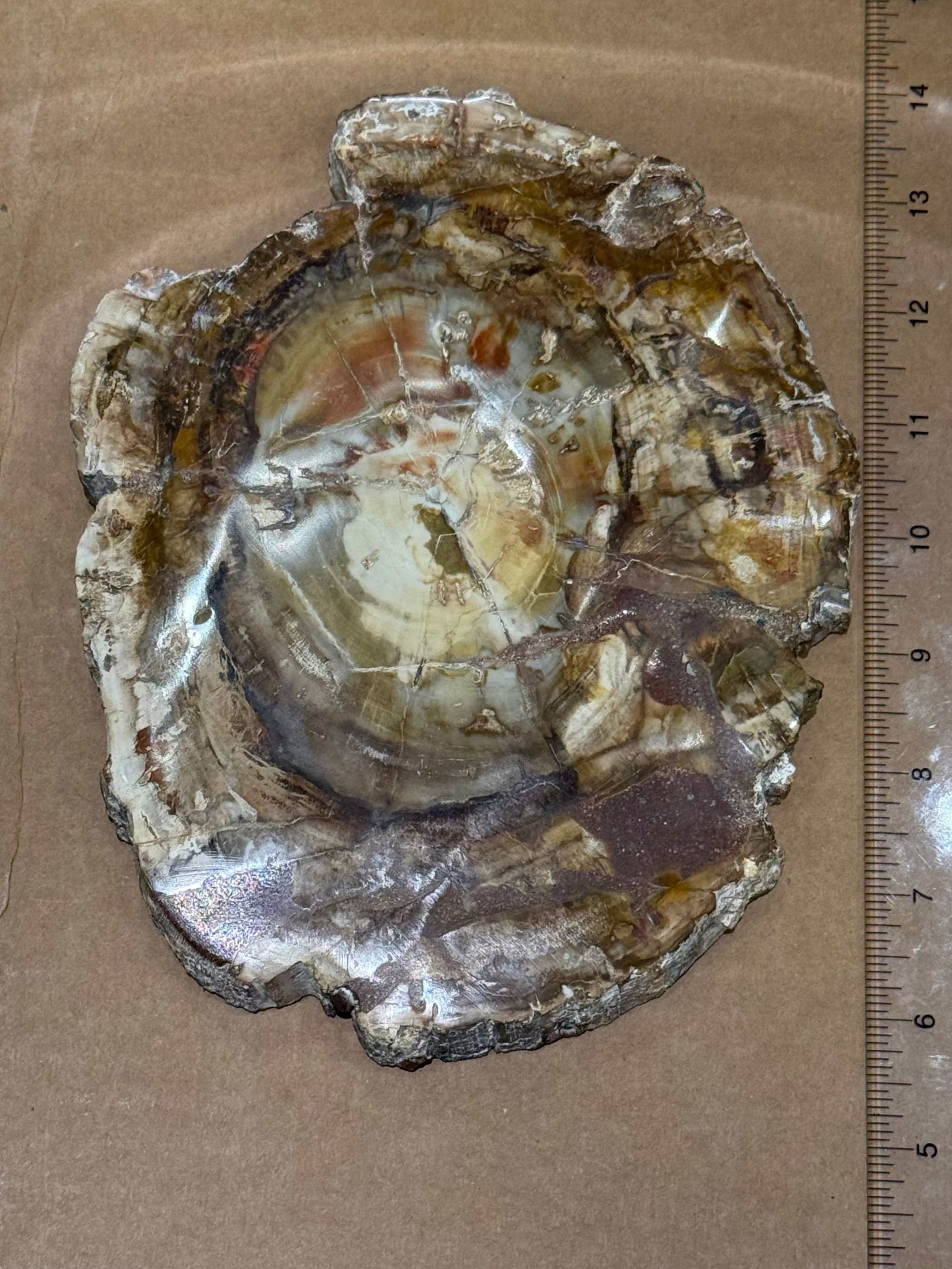 Petrified Wood Slice by Weight