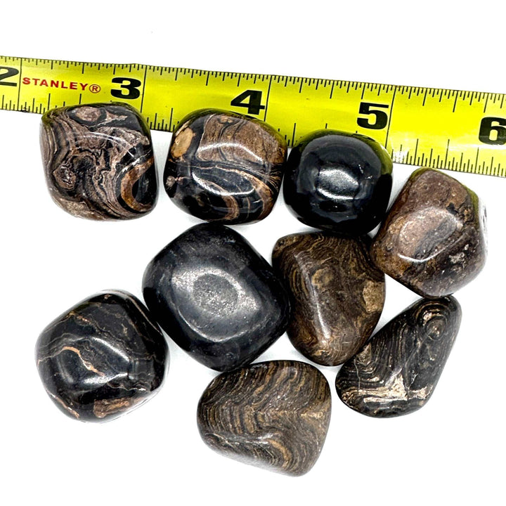 Stromatolite Tumbled Pocket Stone: Divine Wisdom of the Earth