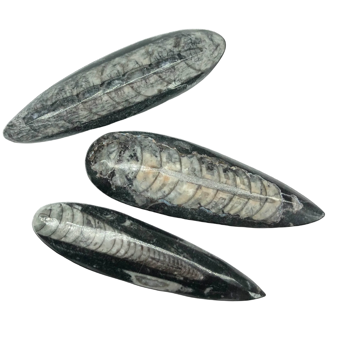 Orthoceras Fossil Specimen