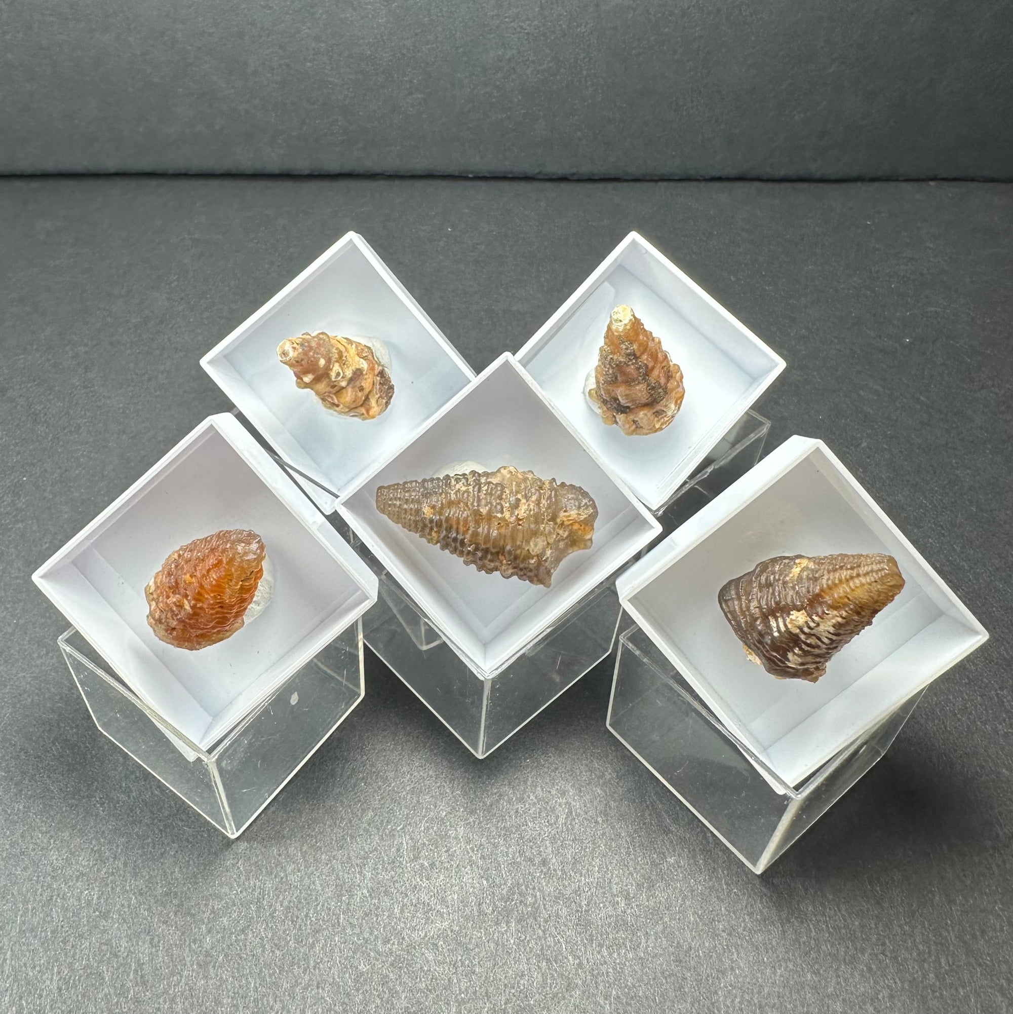 Thumbnail Specimens in Acrylic Box from Morocco