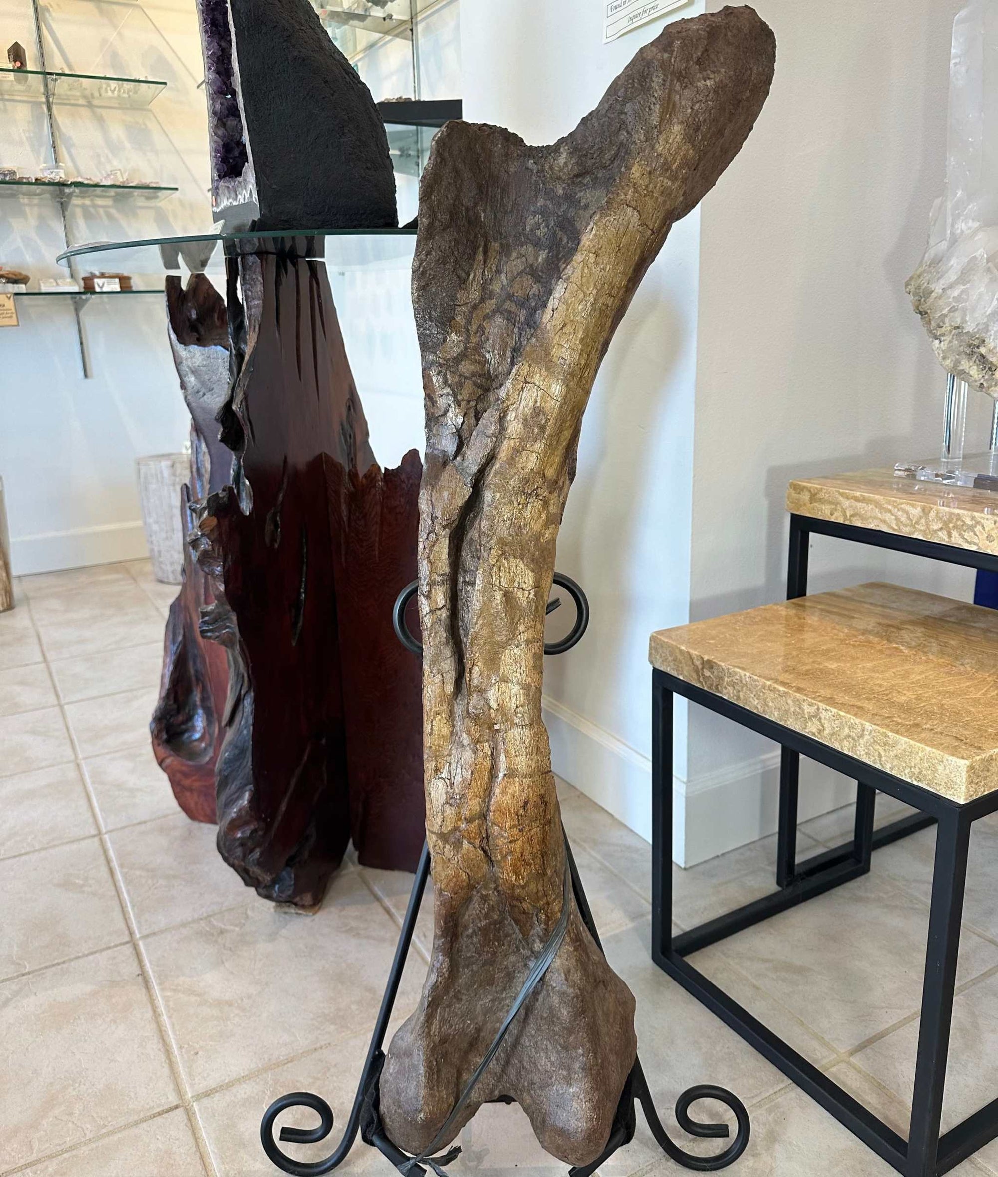 37&quot; Hadrosaur Femur