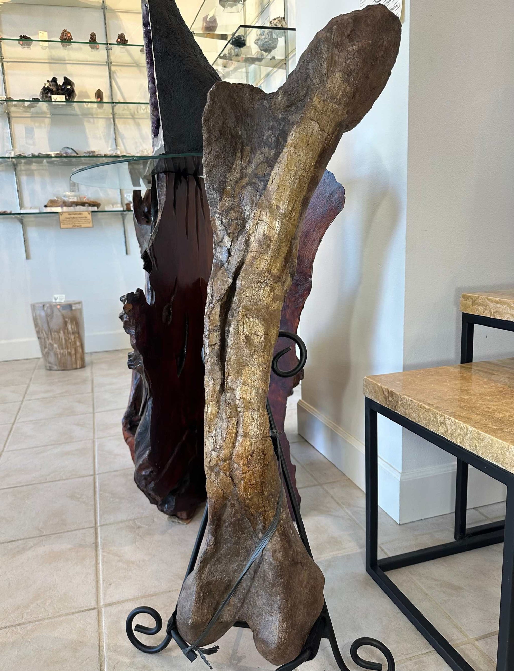 37&quot; Hadrosaur Femur