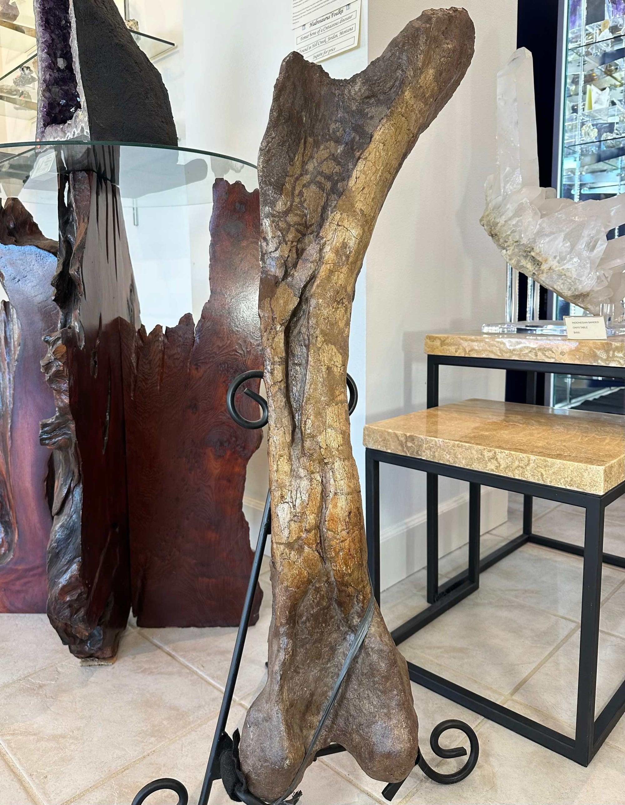 37&quot; Hadrosaur Femur