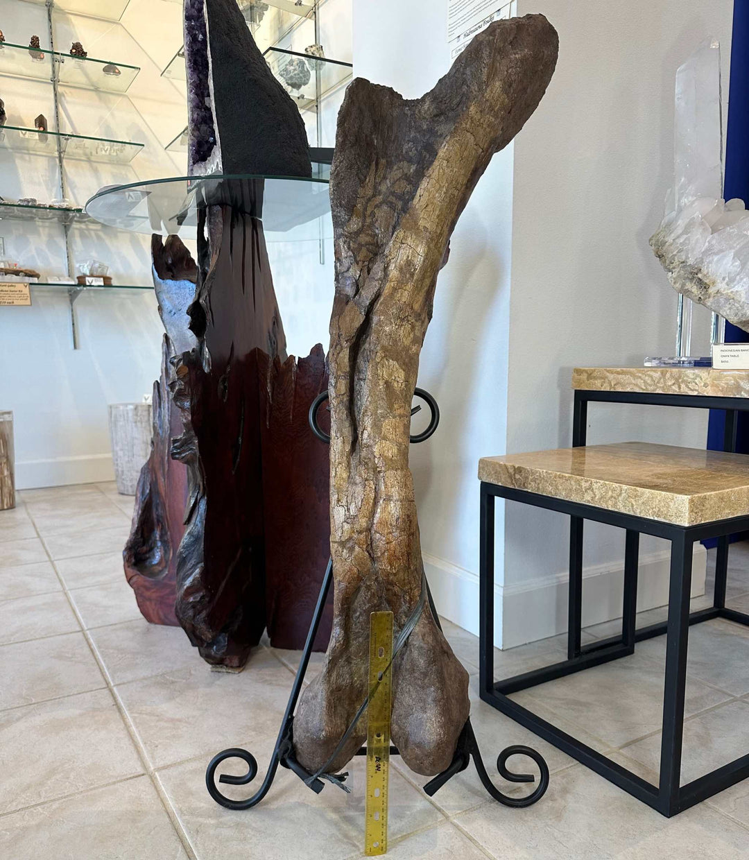 37" Hadrosaur Femur