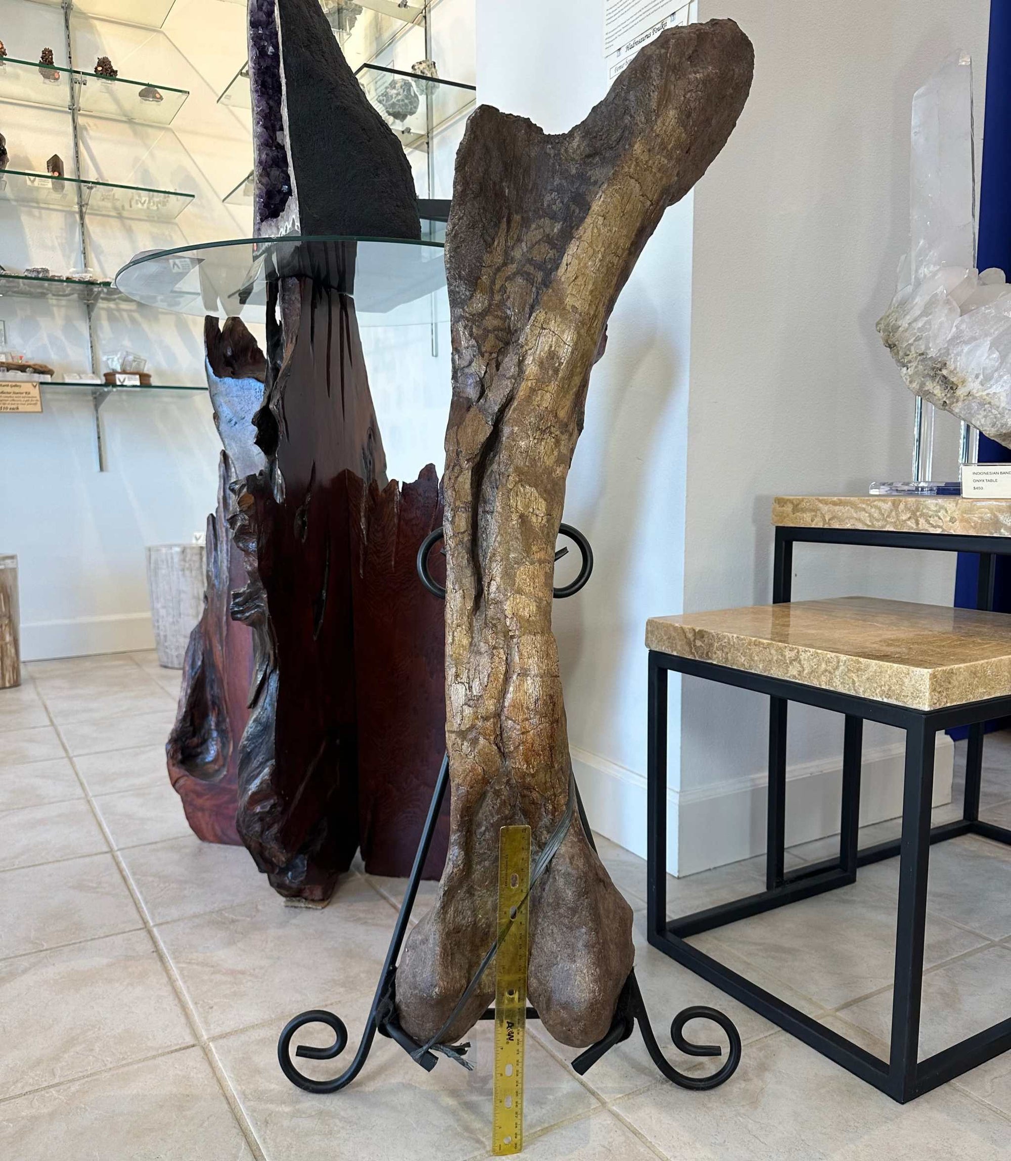 37&quot; Hadrosaur Femur