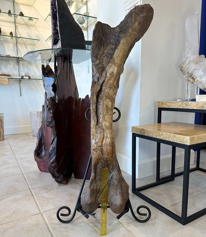 37" Hadrosaur Femur