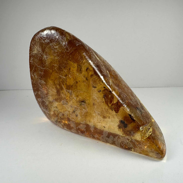 Colombian Amber with Insects