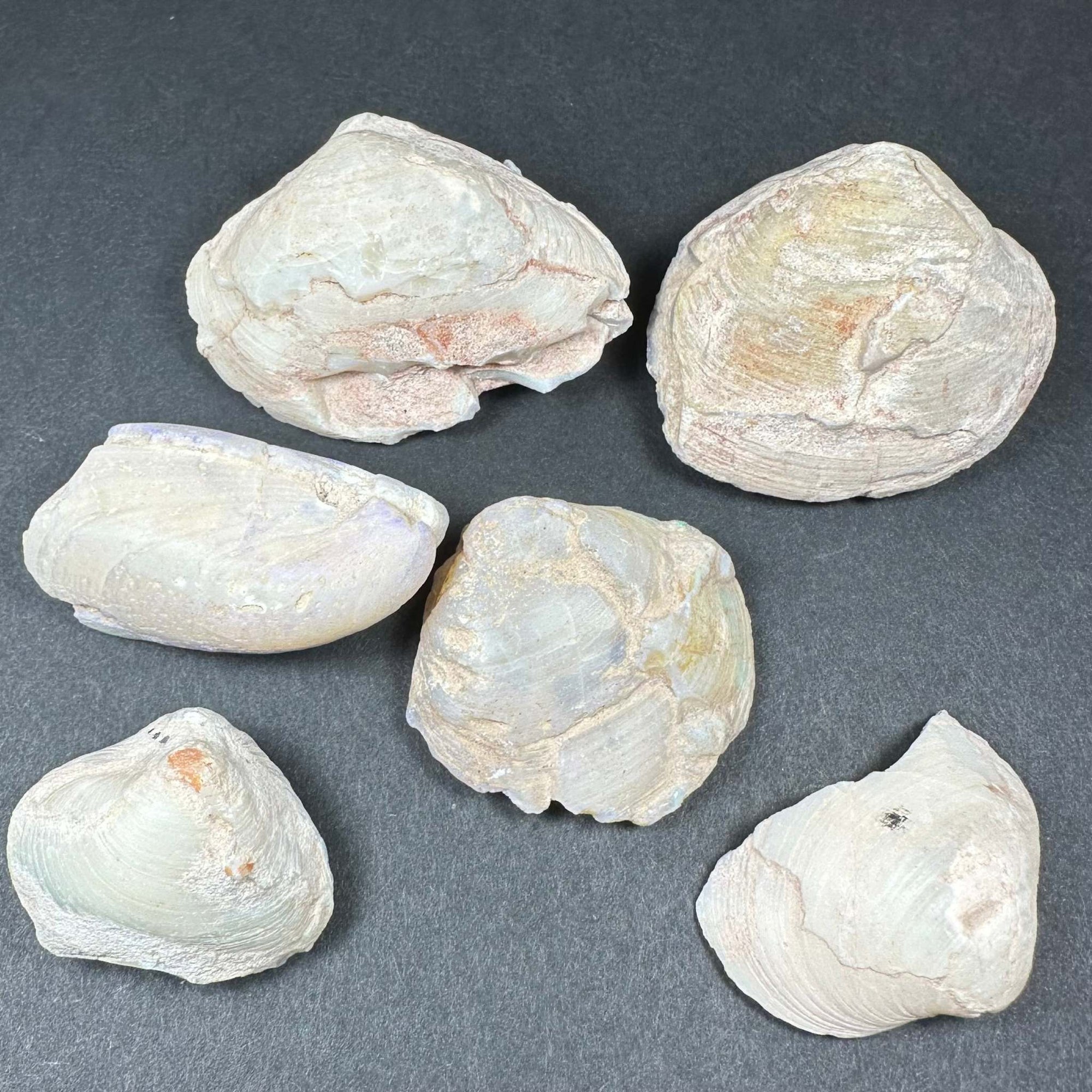 Natural Opalized Clam Shell