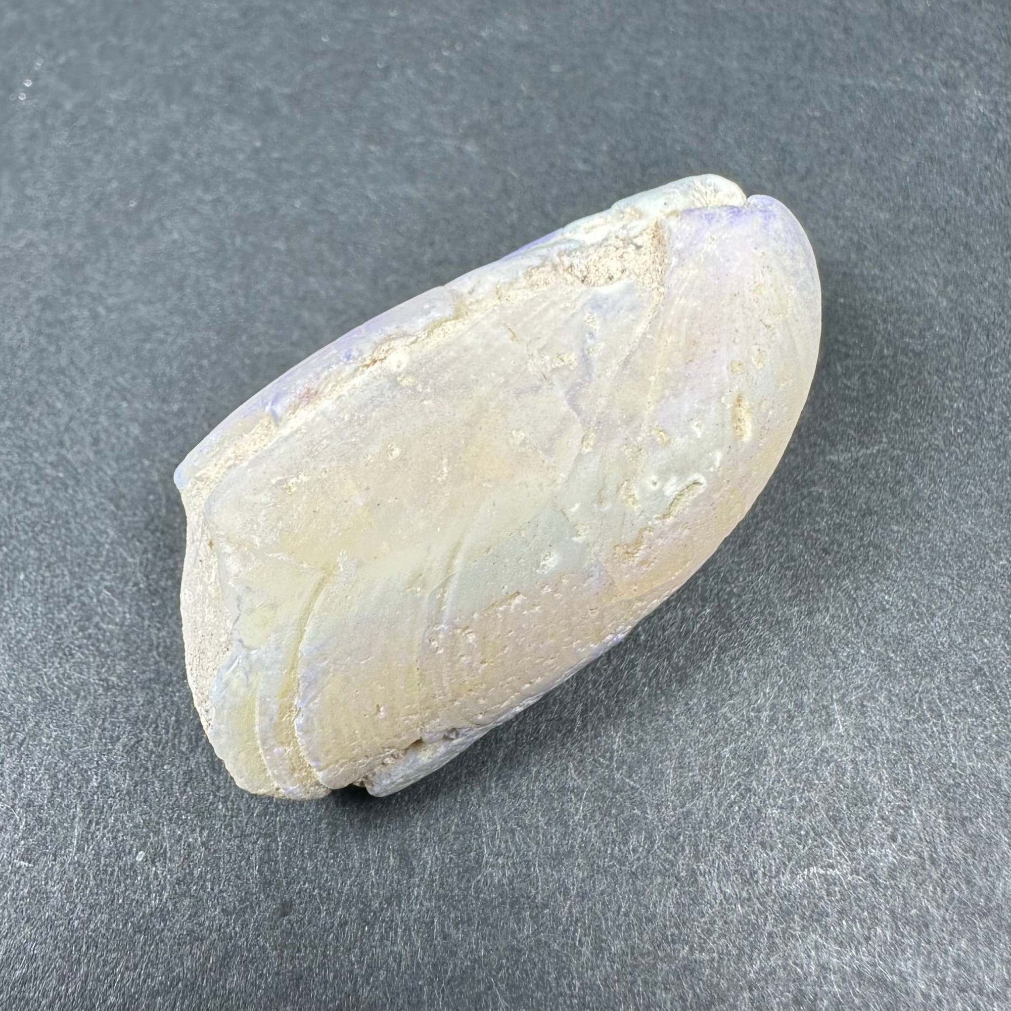 Natural Opalized Clam Shell