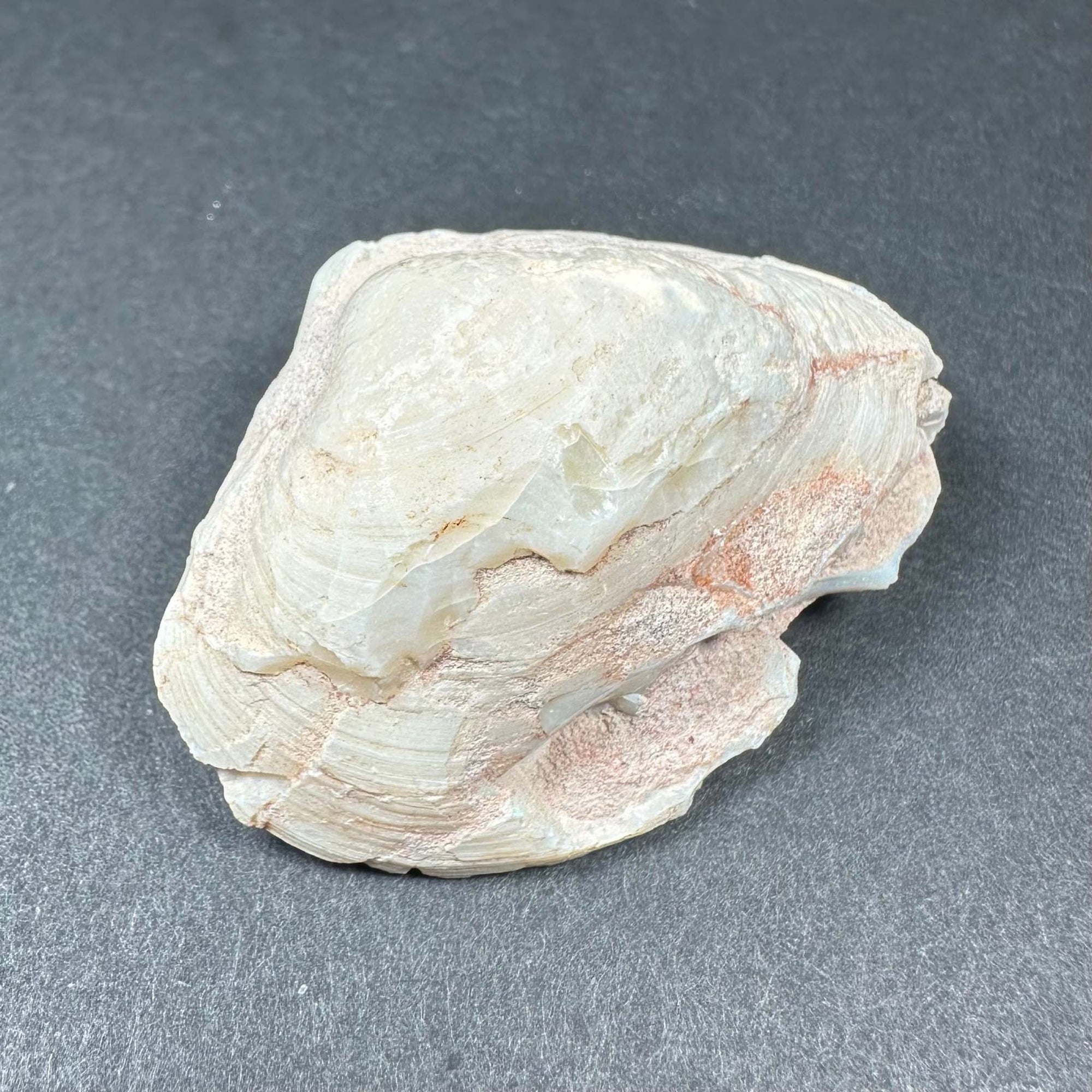 Natural Opalized Clam Shell