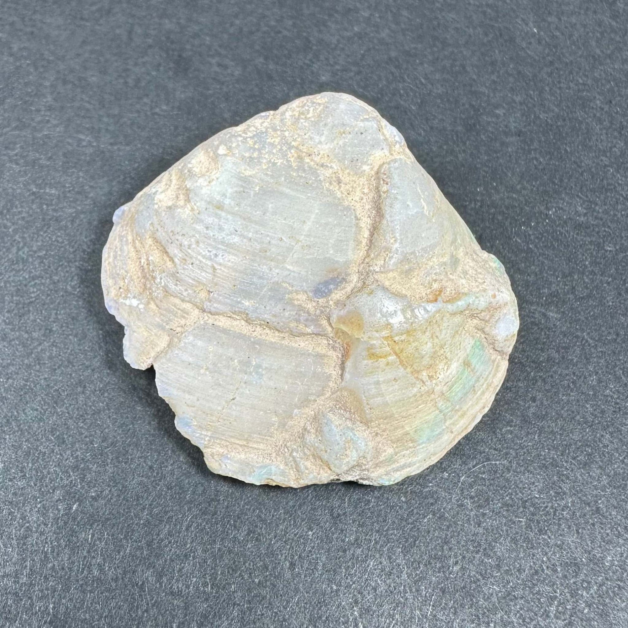 Natural Opalized Clam Shell