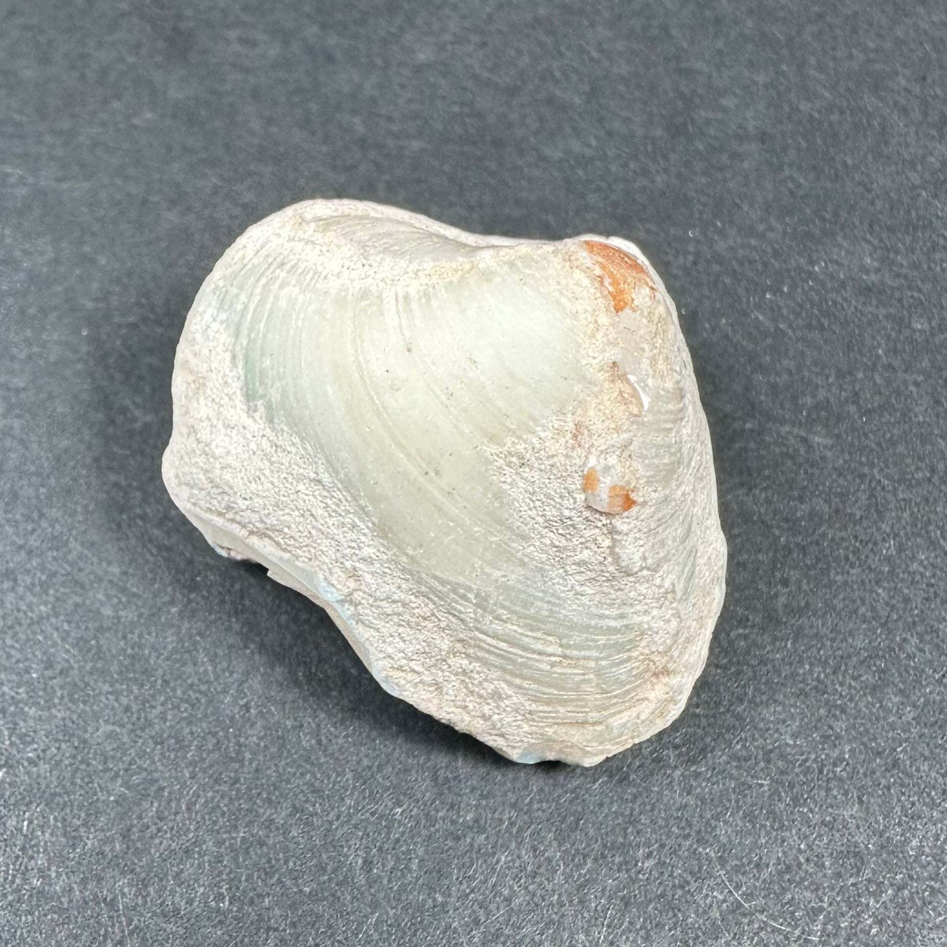 Natural Opalized Clam Shell