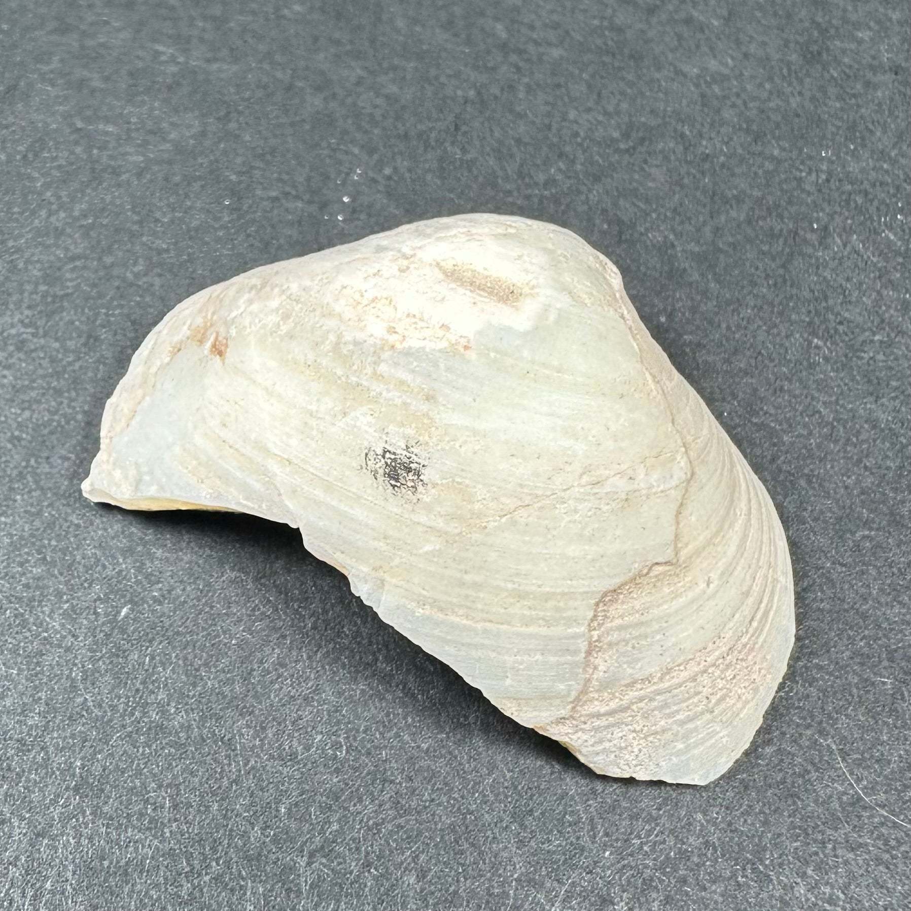 Natural Opalized Clam Shell