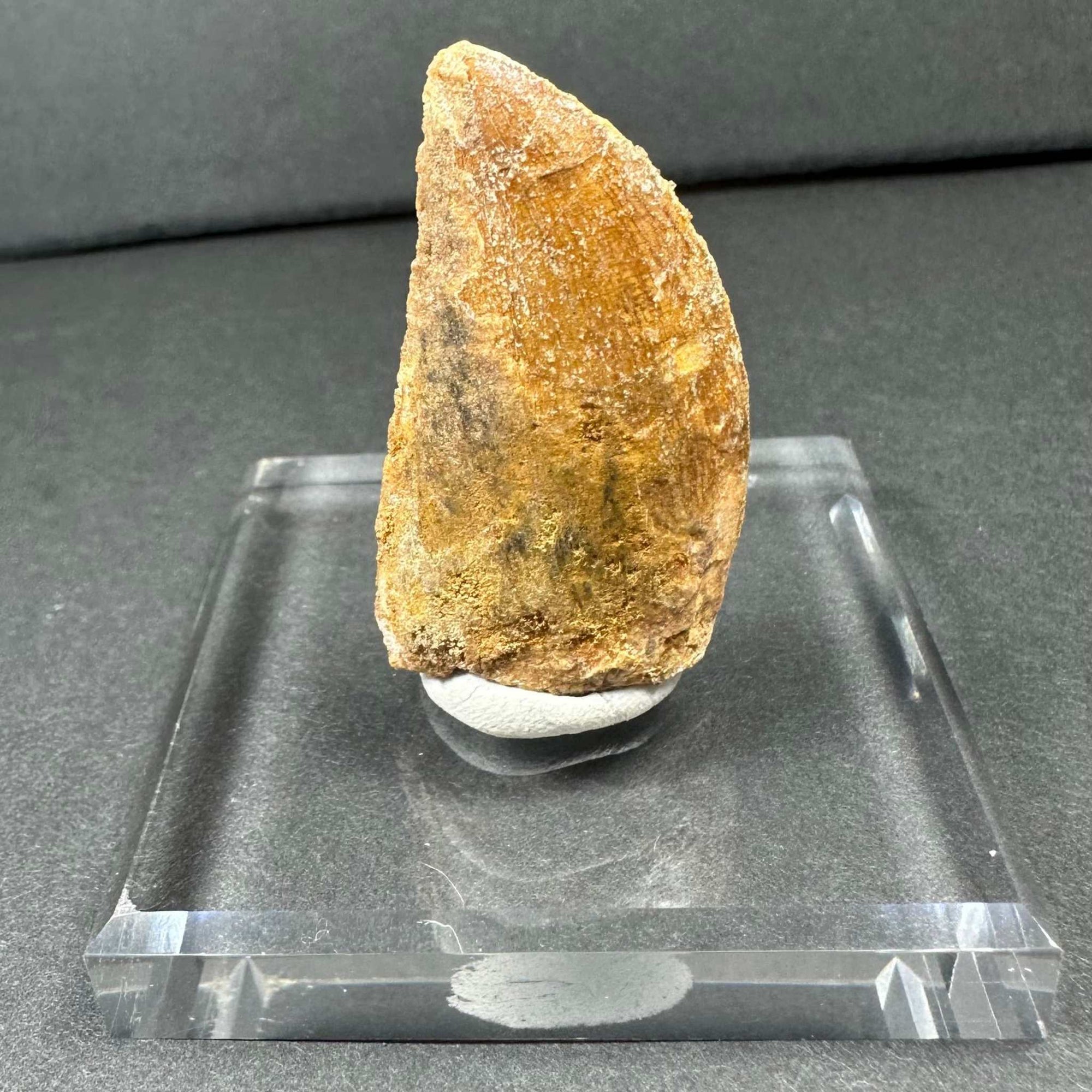 Carcharodontosaurus Tooth 1.75&quot; from Morocco