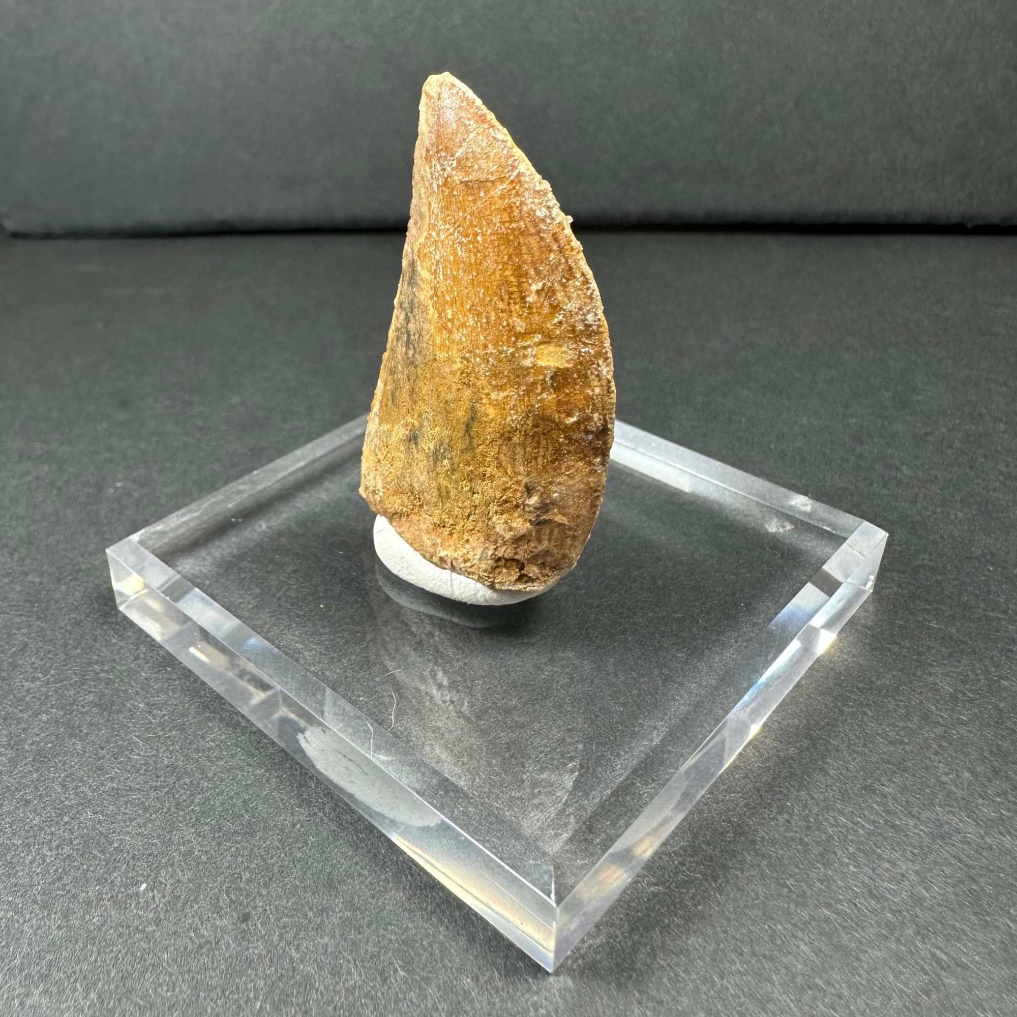 Carcharodontosaurus Tooth 1.75&quot; from Morocco