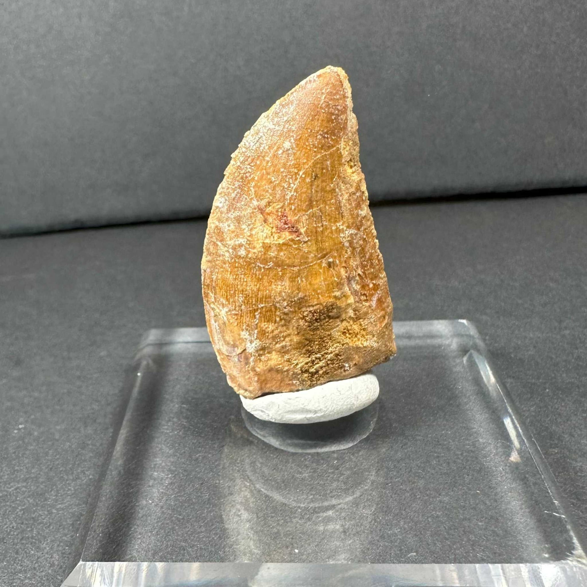 Carcharodontosaurus Tooth 1.75&quot; from Morocco