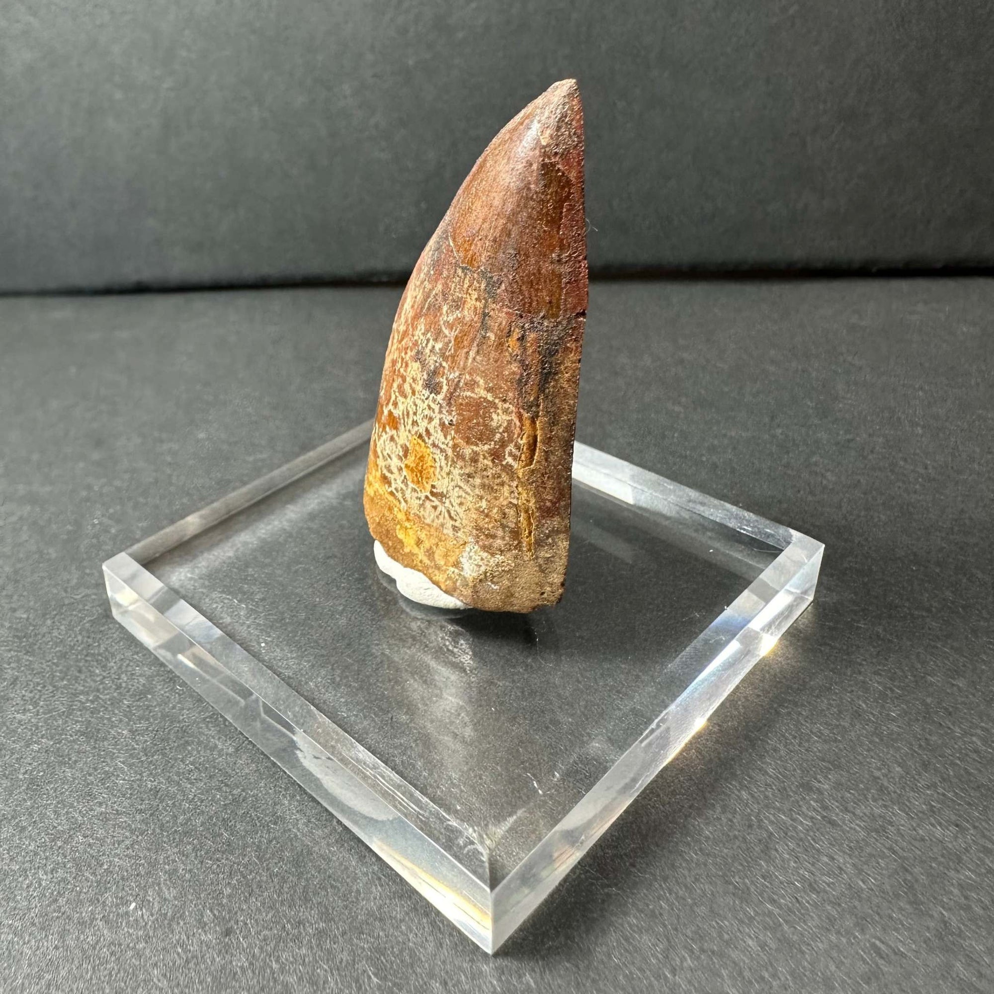 Carcharodontosaurus Tooth 1.9" from Morocco
