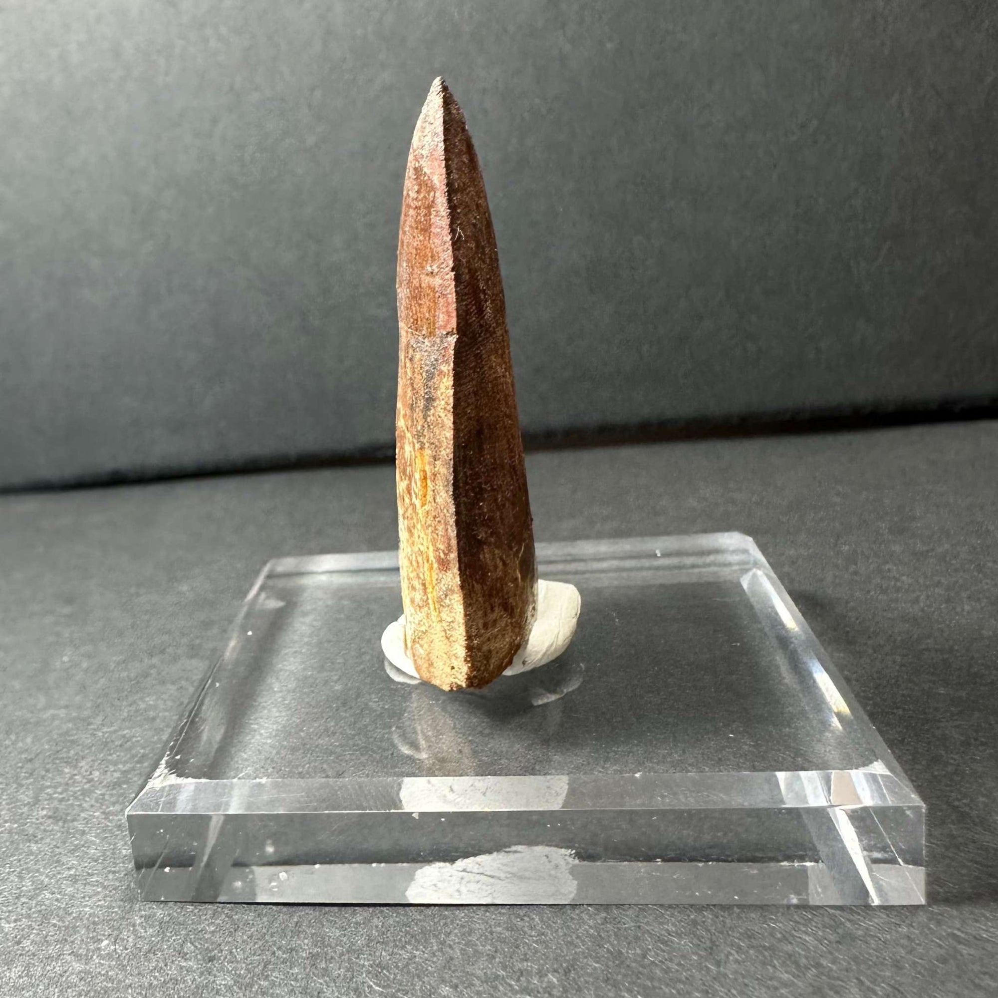 Carcharodontosaurus Tooth 1.9" from Morocco