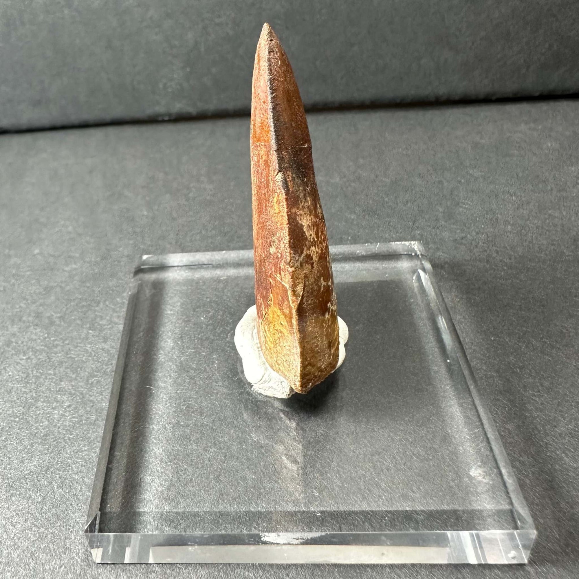 Carcharodontosaurus Tooth 1.9" from Morocco