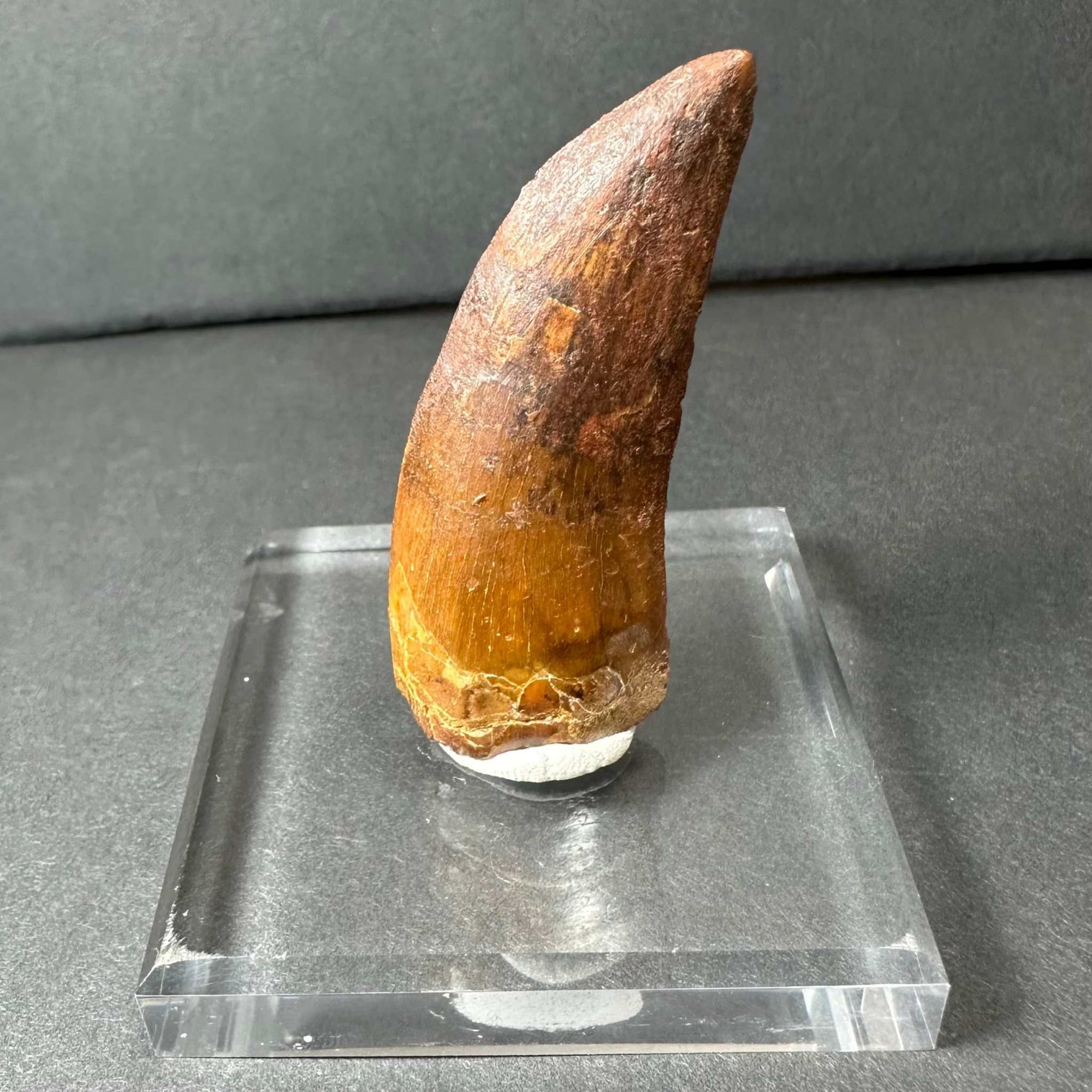 Carcharodontosaurus Tooth 2&quot; from Morocco