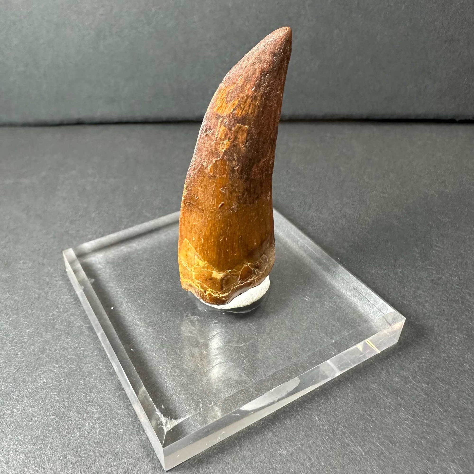 Carcharodontosaurus Tooth 2&quot; from Morocco
