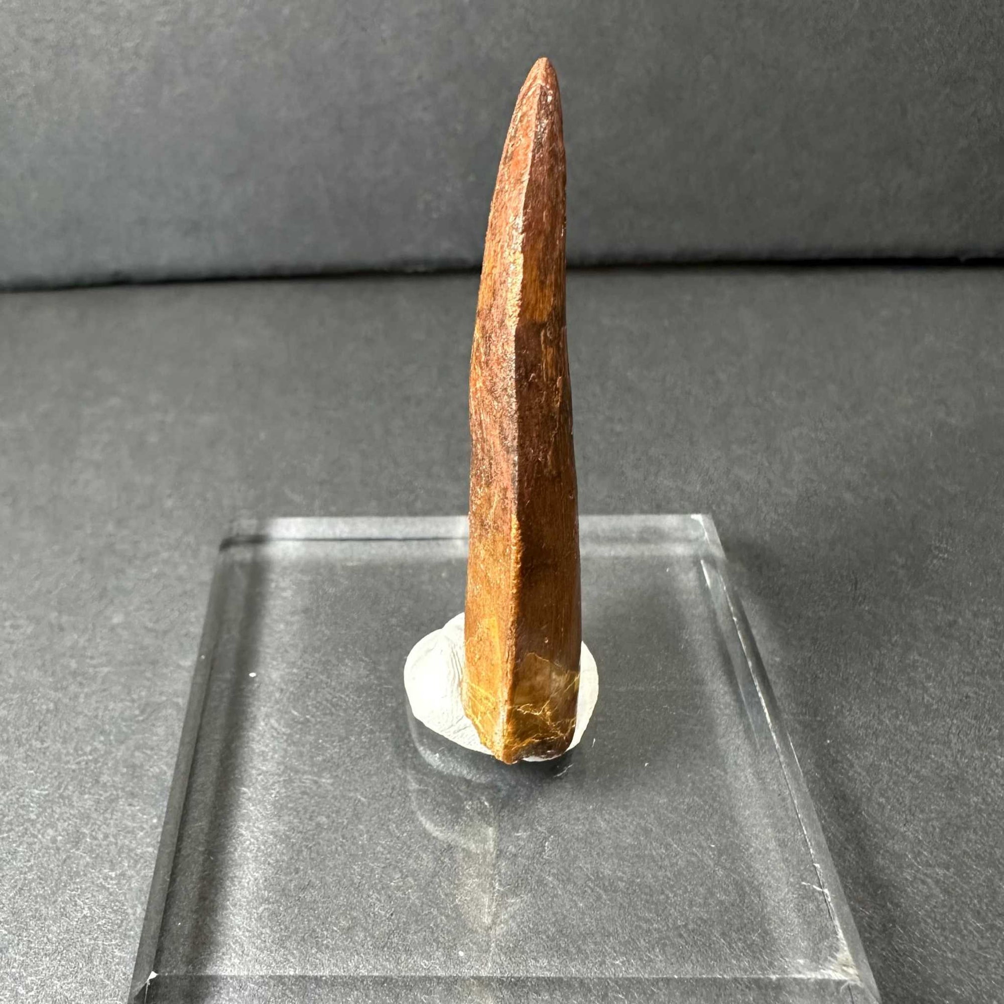 Carcharodontosaurus Tooth 2&quot; from Morocco