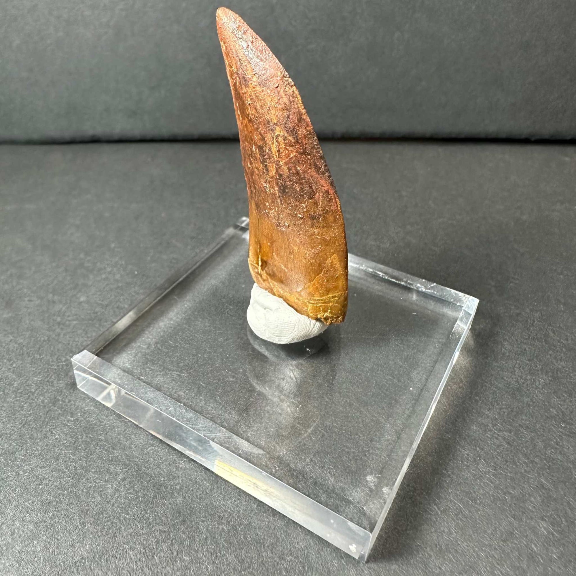 Carcharodontosaurus Tooth 2&quot; from Morocco