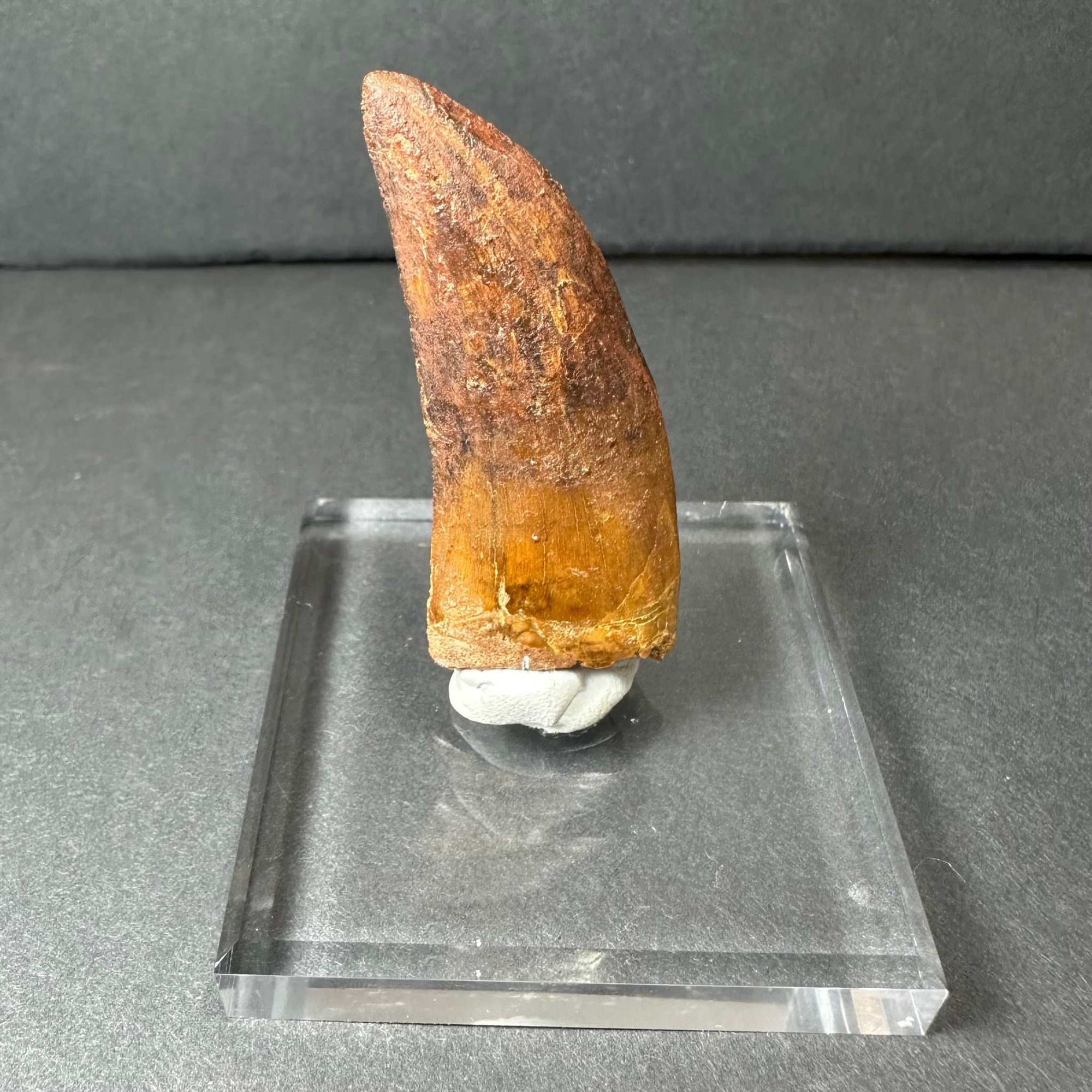 Carcharodontosaurus Tooth 2&quot; from Morocco