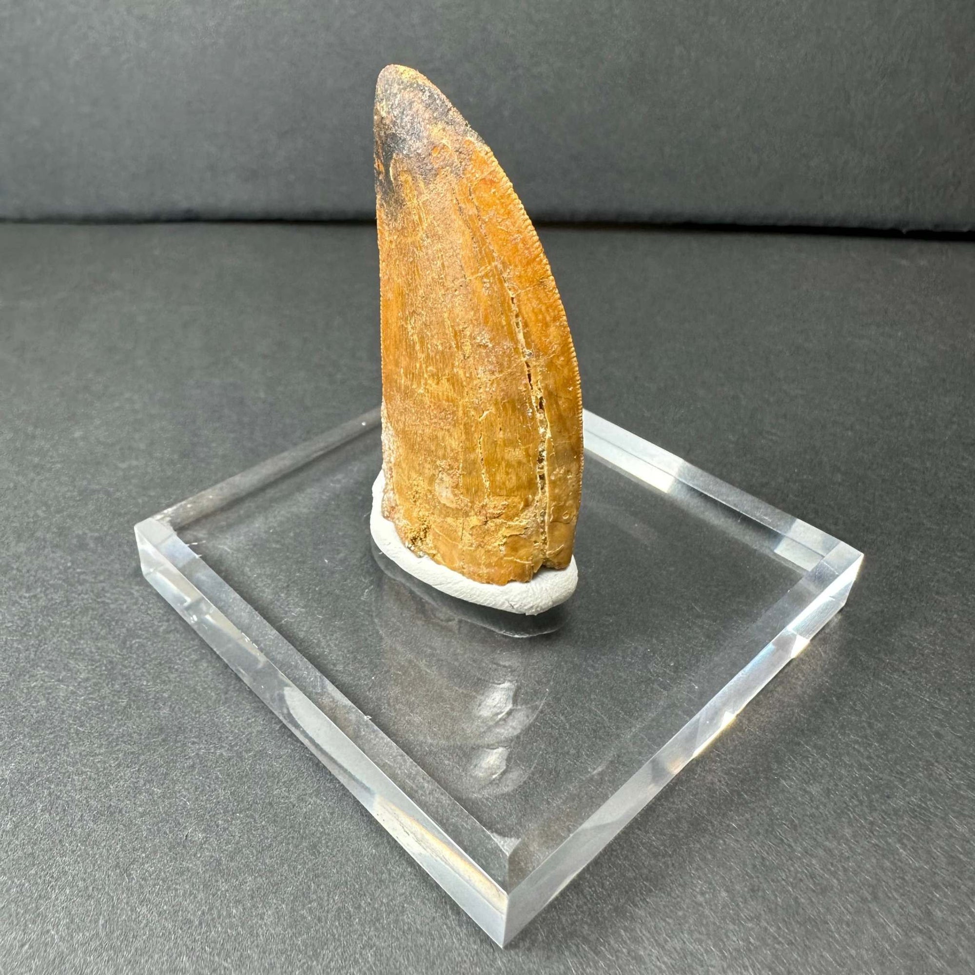 Carcharodontosaurus Tooth