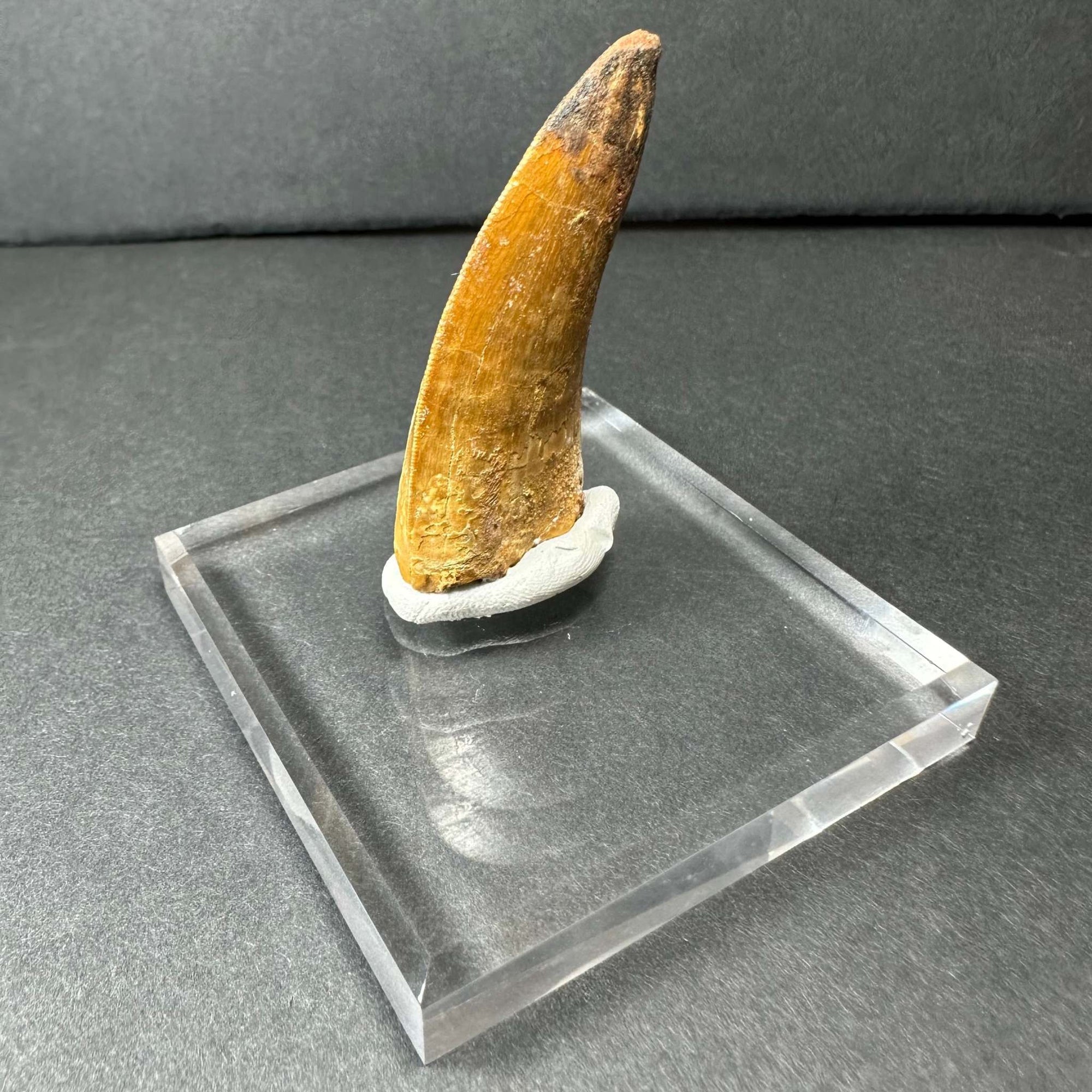 Carcharodontosaurus Tooth