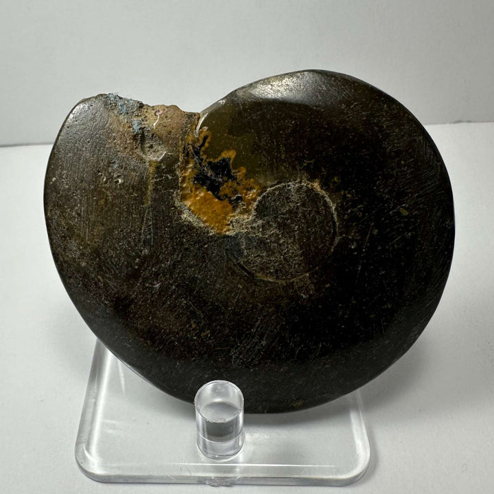 Ammonite Fossil from Morocco