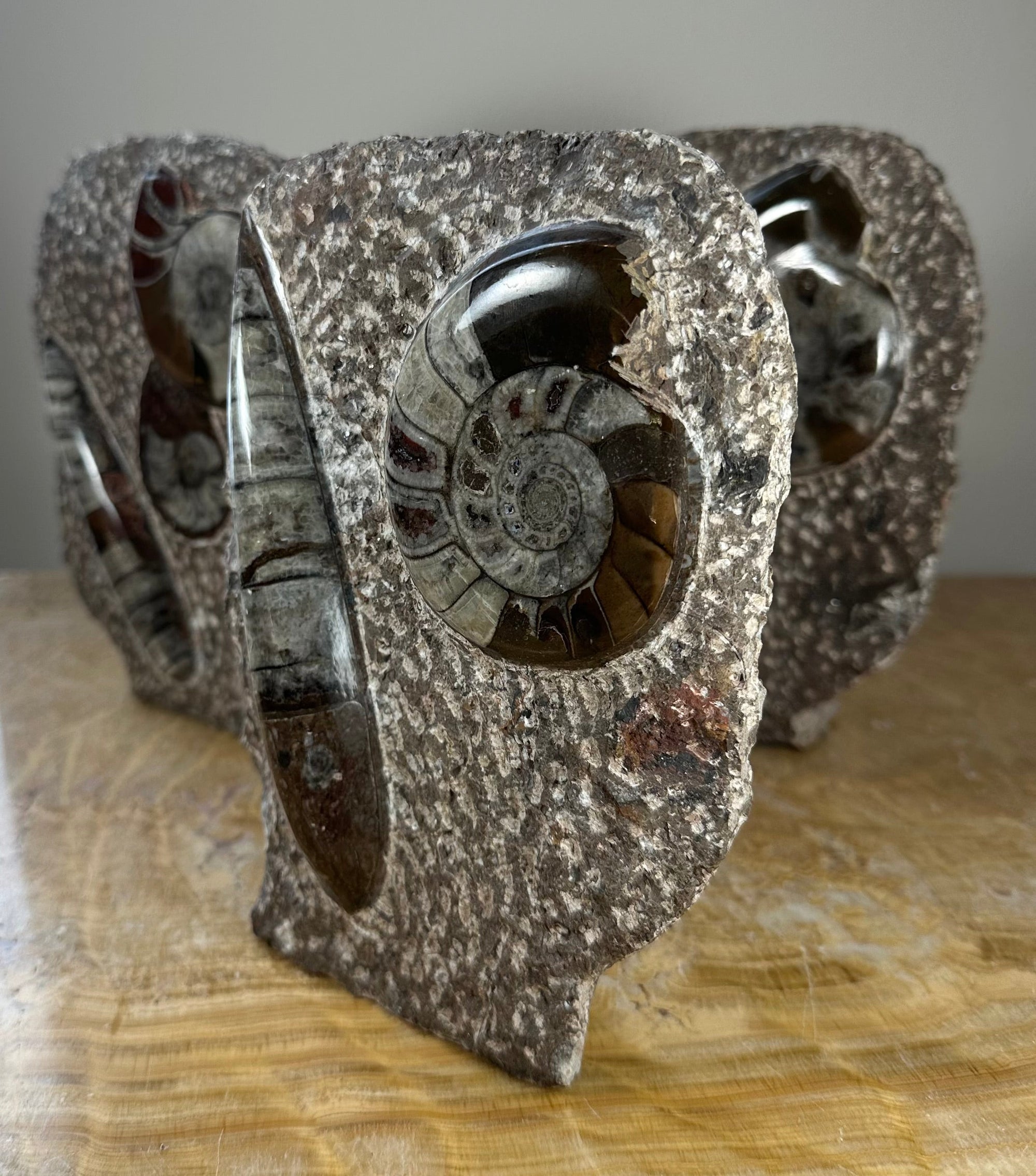 Ammonite Fossils in Matrix Sculpture