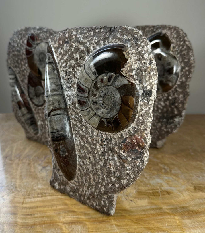 Ammonite Fossils in Matrix Sculpture