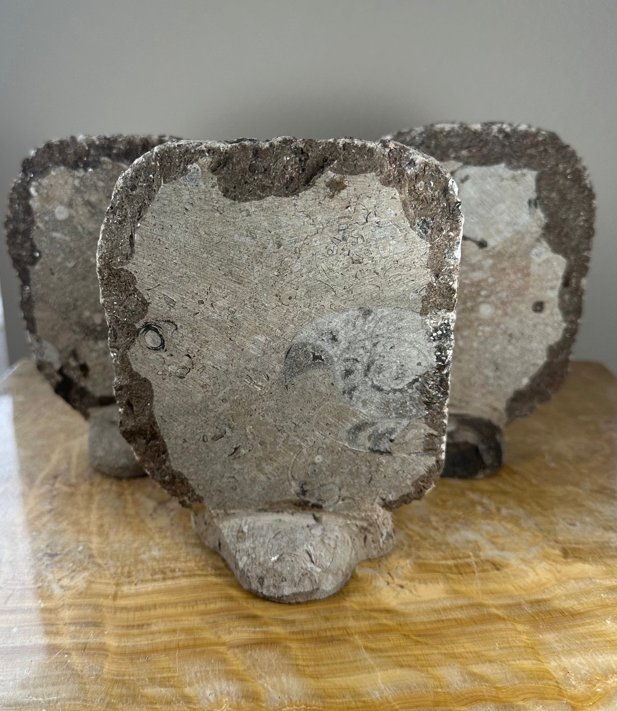 Ammonite Fossils in Matrix Sculpture