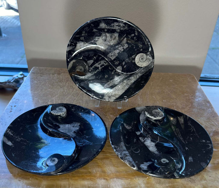 Goniatite &amp; Orthoceras Fossils in Black Limestone Polished Yin-Yang Plate from Morocco