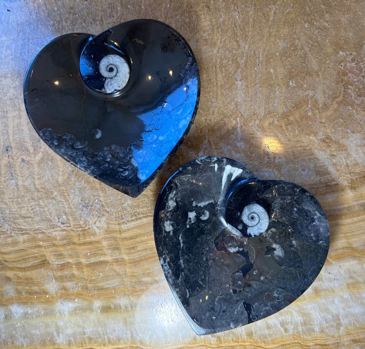 Ammonite &amp; Orthoceras Fossils in Black Limestone Sculptured Plate from Morocco