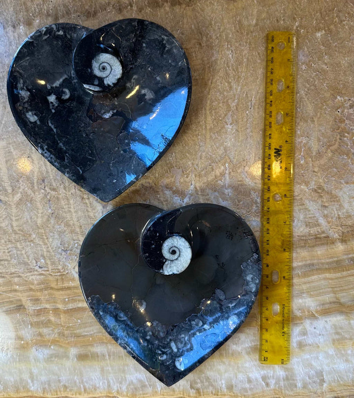 Ammonite &amp; Orthoceras Fossils in Black Limestone Sculptured Plate from Morocco