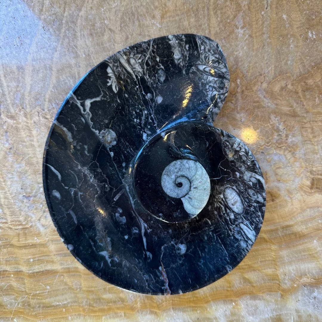 Ammonite &amp; Orthoceras Fossils in Black Limestone Sculptured Plate from Morocco