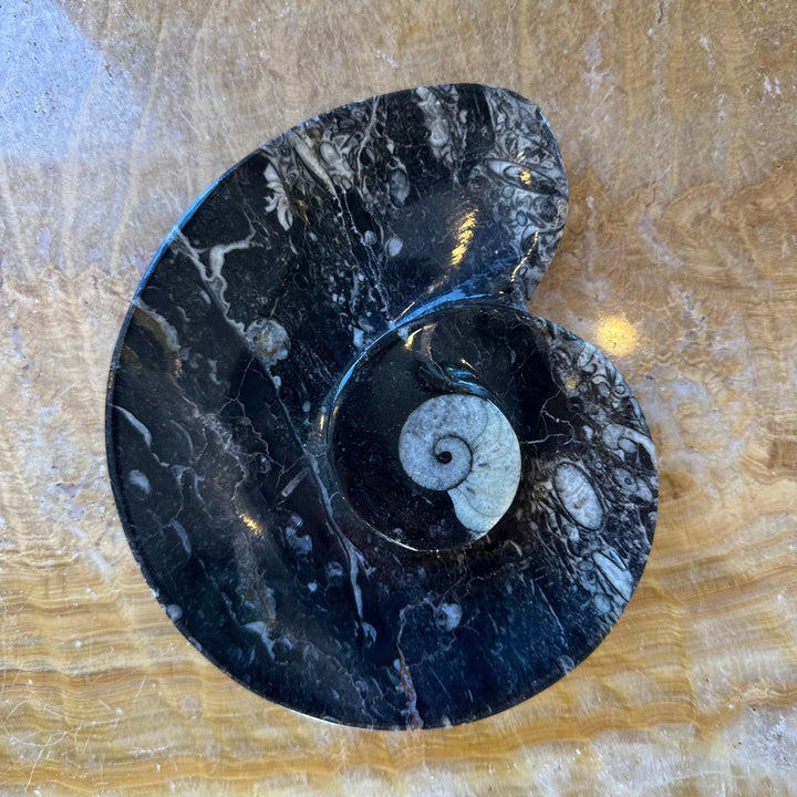 Ammonite &amp; Orthoceras Fossils in Black Limestone Sculptured Plate from Morocco