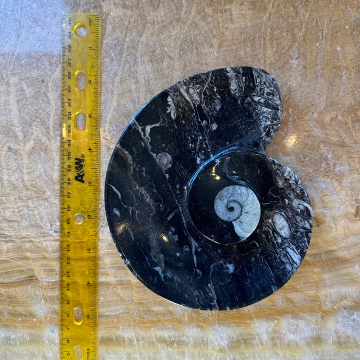 Ammonite &amp; Orthoceras Fossils in Black Limestone Sculptured Plate from Morocco