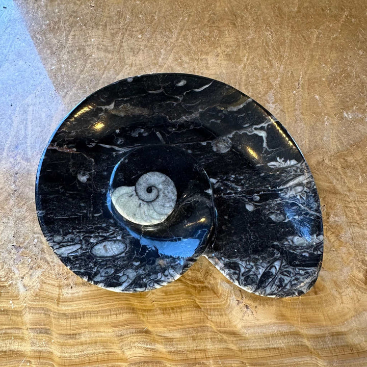 Ammonite &amp; Orthoceras Fossils in Black Limestone Sculptured Plate from Morocco