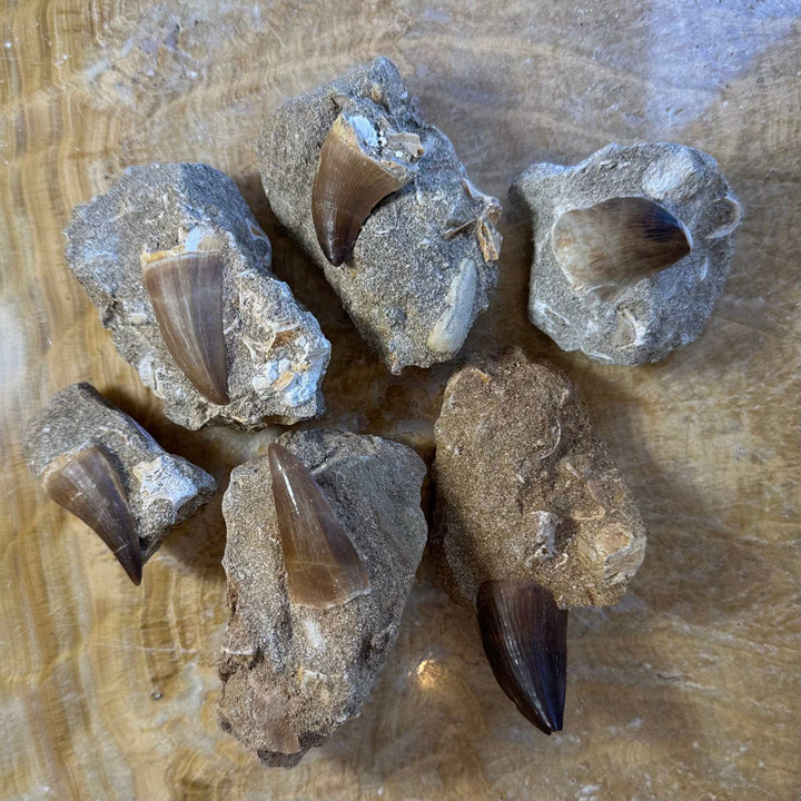Mosasaur Tooth Fossil on Matrix from Morocco