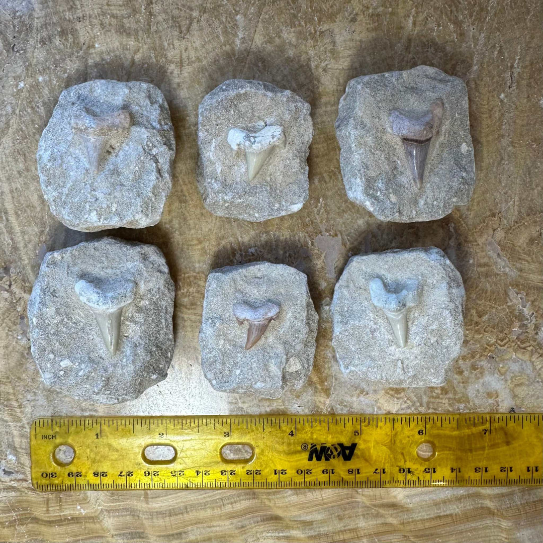 Otodus Obliquus Shark Tooth Fossil on Matrix from Morocco
