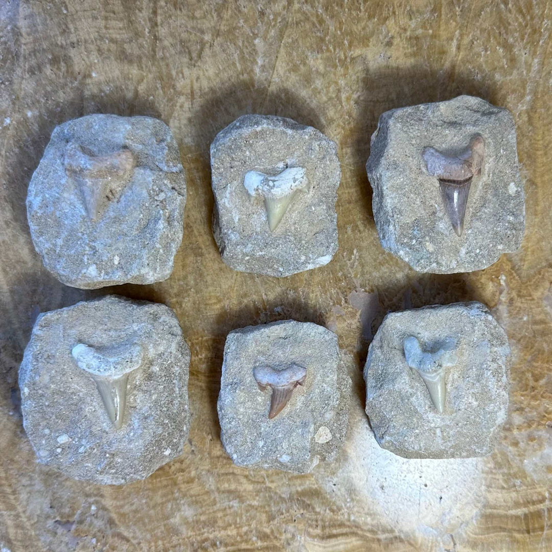 Otodus Obliquus Shark Tooth Fossil on Matrix from Morocco