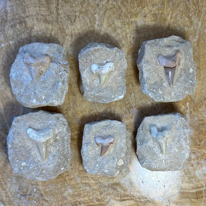 Otodus Obliquus Shark Tooth Fossil on Matrix from Morocco