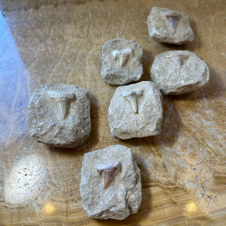 Otodus Obliquus Shark Tooth Fossil on Matrix from Morocco