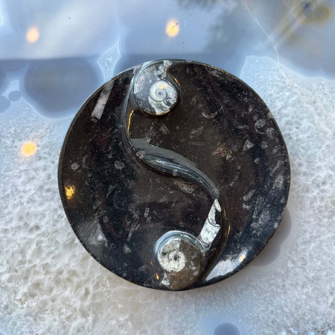 Goniatite &amp; Orthoceras Fossils in Black Limestone Polished Yin-Yang Plate from Morocco