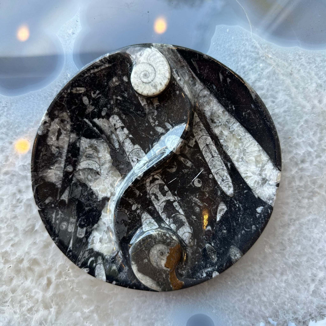 Goniatite &amp; Orthoceras Fossils in Black Limestone Polished Yin-Yang Plate from Morocco